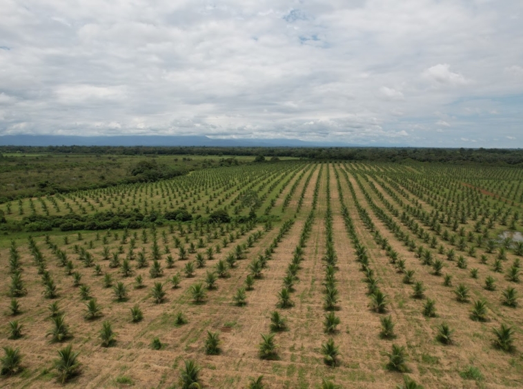 Fincas en San Carlos